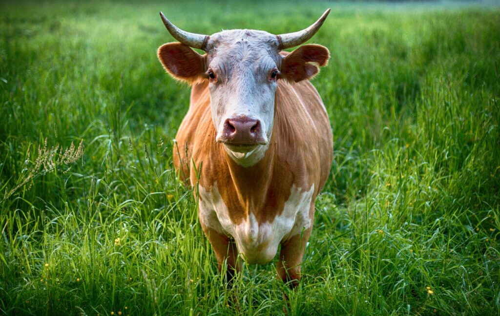 Brown and White Cow